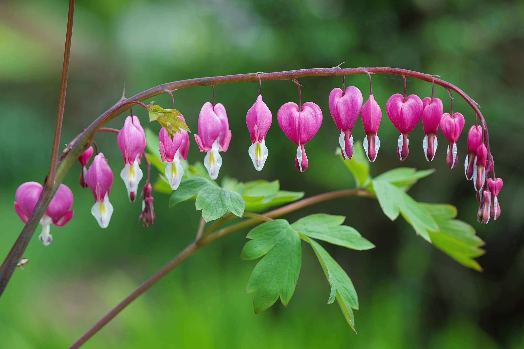 <p>A perennial flowering plant with heart-shaped pink or white flowers that dangle from arching stems.</p>