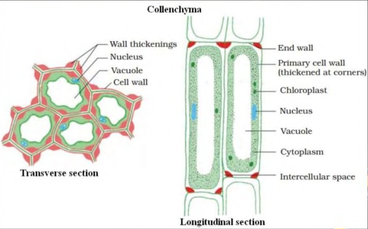 Collenchyma Diagram