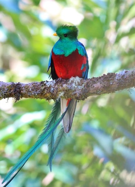 <p>quetzal</p>