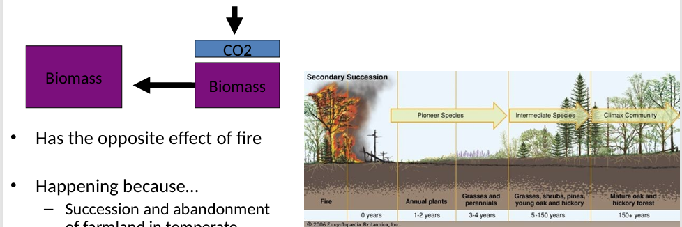 <p>Caused by:</p><ul><li><p>Succession and abandonment of farmland in temperate zones</p></li><li><p>Northward expansion</p></li></ul><p>Effect is limited by the amount of vegetation that can be supported in a particular environment</p><p>Has the opposite effect of fire</p><p></p>
