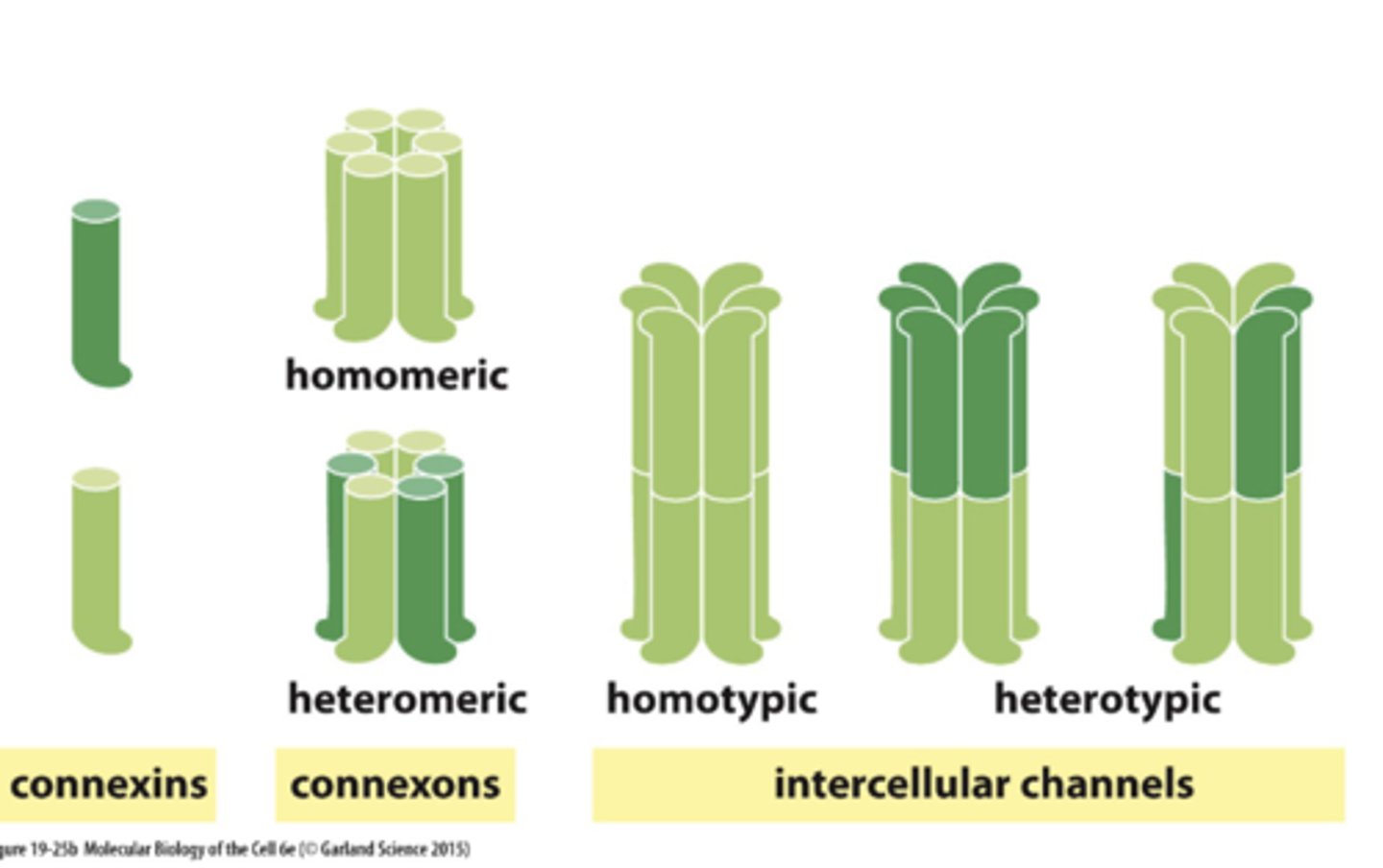 <p>gap junctions in different cells have differentproperties/permeabilities due to different connexins</p>