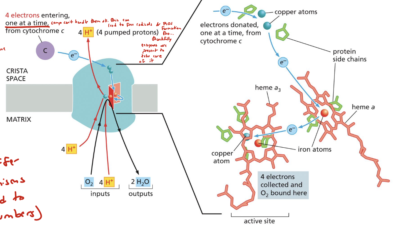 <p>it means it releases a large amount of energy when reduced to water, but it can also produce ROS. solution? COX “clamps” oxygen until all 4 electrons are accepted so that it can be fully reduced and ROS is prevented</p>