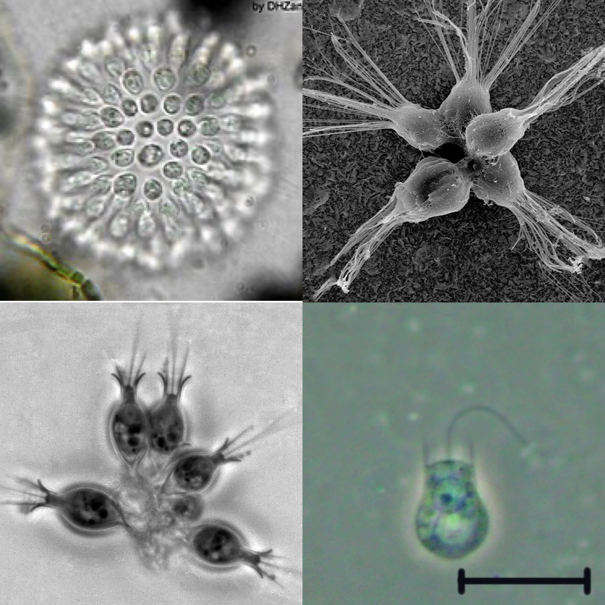 <p>Identify Domain, Major Clade, Kingdom</p>