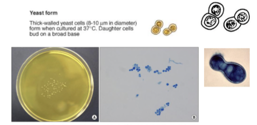 <p>Thick walled, broad based budding cells </p><p>Culture on BHI agar - gram or methyl blue</p>