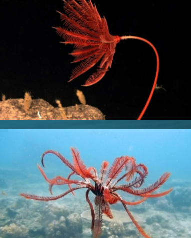 <p>Phylum Echinodermata: <strong>Subphylum Crinozoa</strong></p><img src="https://knowt-user-attachments.s3.amazonaws.com/3bc99f0e-a3e2-412e-ba20-a8af40c9df94.png" data-width="100%" data-align="center" alt="knowt flashcard image"><p></p>