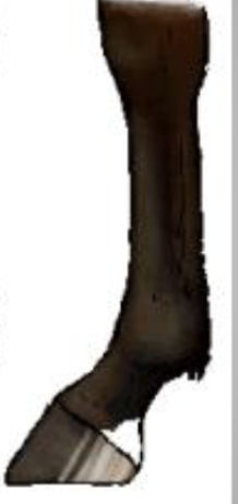 <p>What leg marking is this?</p>