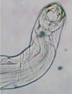 <p>1 pair of teeth</p>