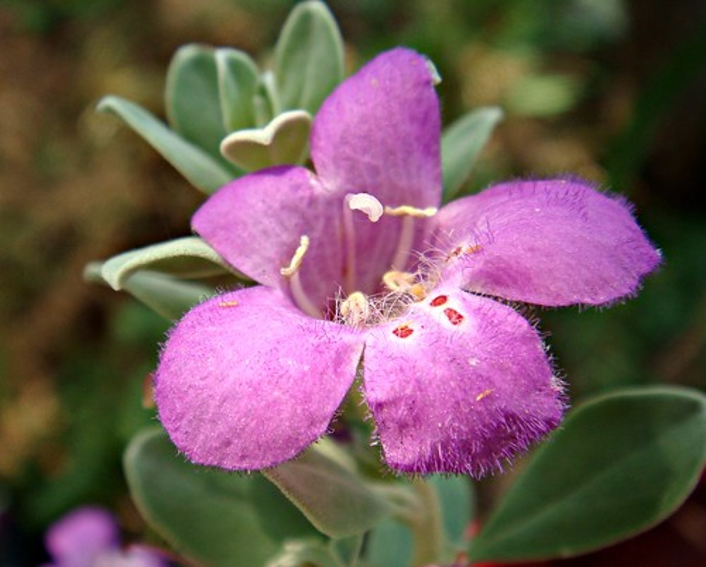 <p>Flowering/fruiting plants whose seeds develop in the ovaries of plants</p>