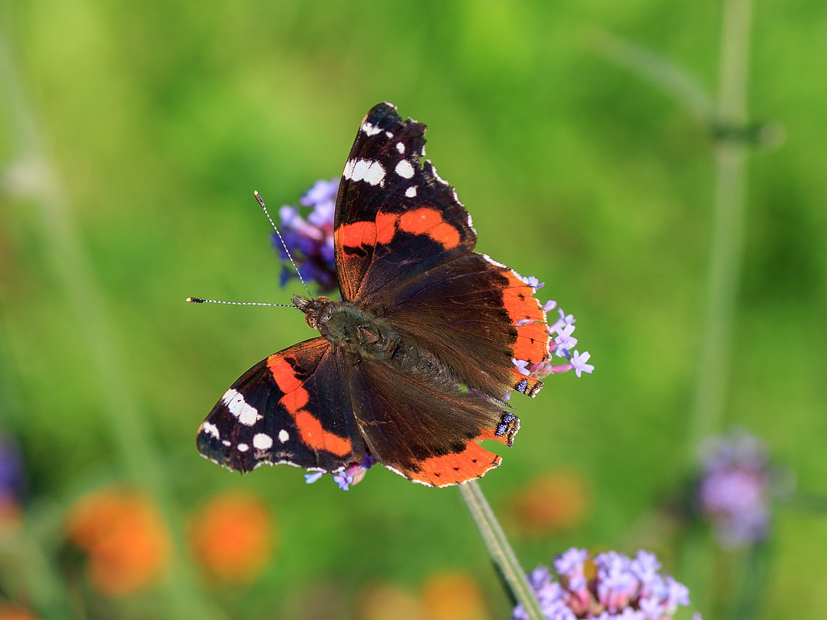 <p>Species of insect.</p>