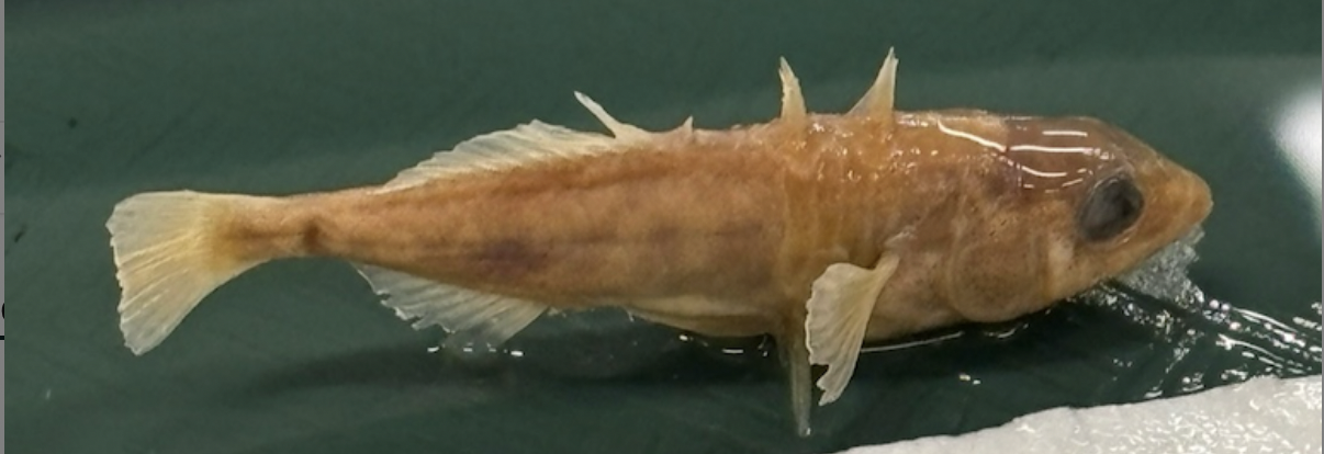 <p>Three-spined Stickleback<strong> Family</strong></p>