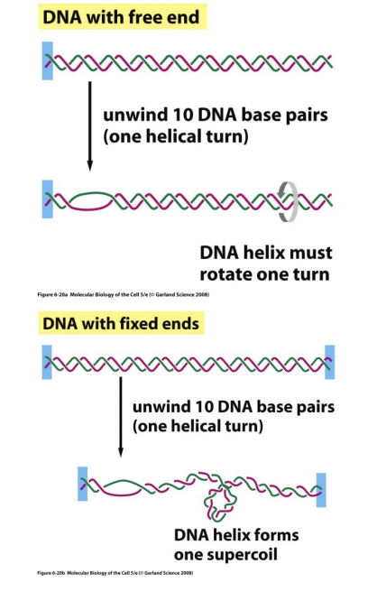 <p>In DNA with free ends, we need to unwind 10 DNA base pairs (aka 1 helical turn) to rotate and alleviate the stress.</p><p>In DNA with fixed ends (like in our bodies), we need to unwind 10 DNA base pairs to form one supercoil.</p>