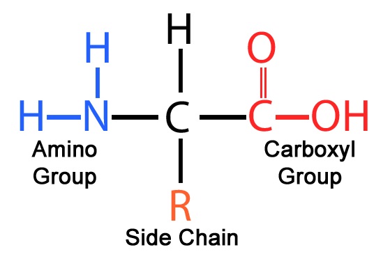 <p>-Organic compounds containing a central C bonded to an H atom, amino group, carboxyl group, and R group -R-group that projects from the backbone makes each amino acid unique -Building blocks of proteins</p>