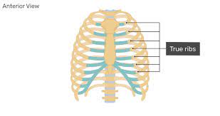 First seven pairs, attach directly to sternum