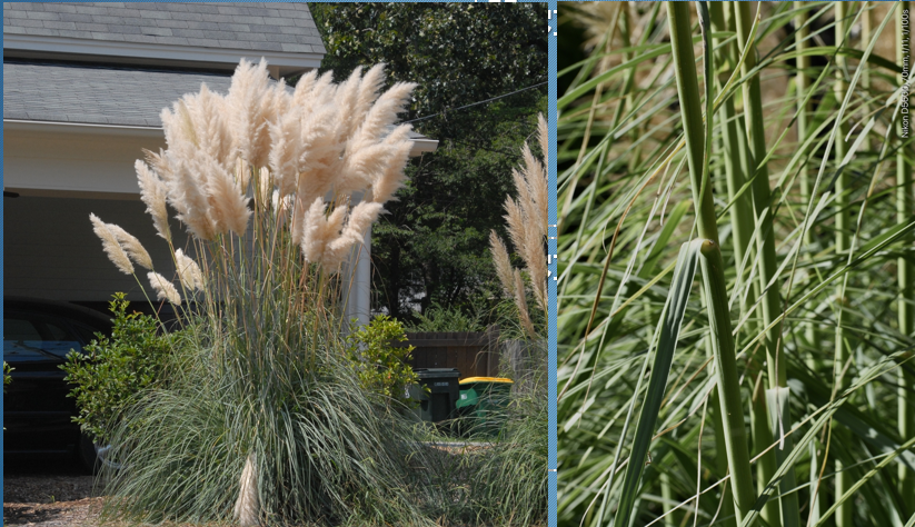 <p>Pampas Grass </p>