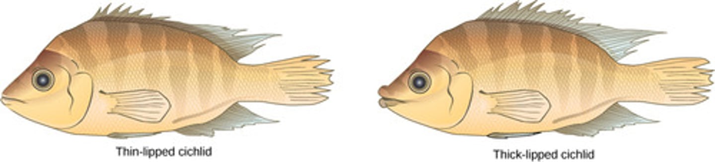 <p>sympatric speciation</p>