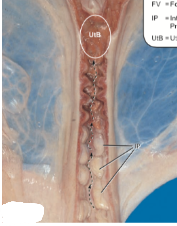 <p>This image is of the ____ cervix.</p>