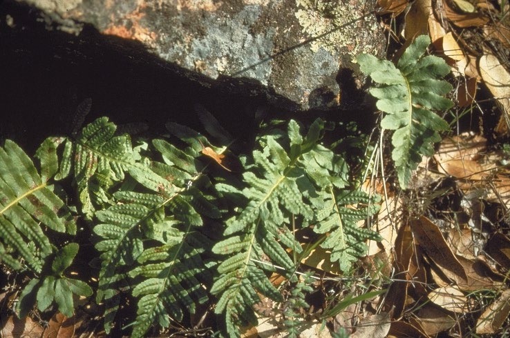 <p>Polypodiaceae <u>Polypodium</u></p>