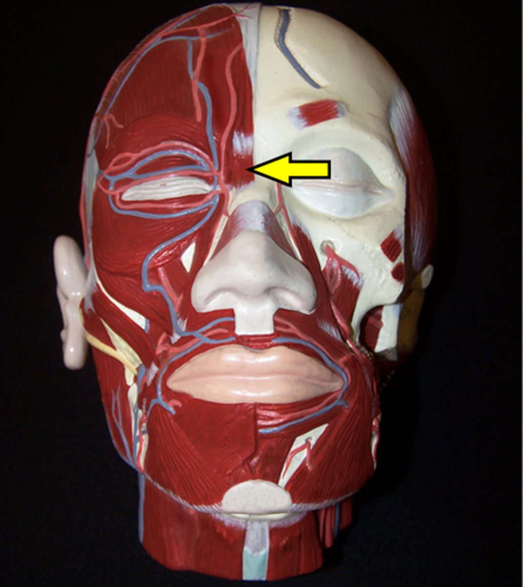 knowt flashcard image