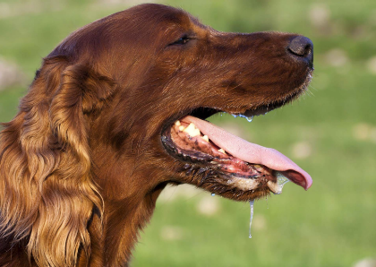 <ul><li><p>99% water</p></li><li><p>enzymes:</p><ul><li><p> lysozymes: destroy bacteria</p></li><li><p>digestive enzymes</p></li></ul></li><li><p>mucous: lubrication</p></li><li><p>salts</p><ul><li><p>maintain proper pH for digestive enzymes</p></li></ul></li></ul><p></p>