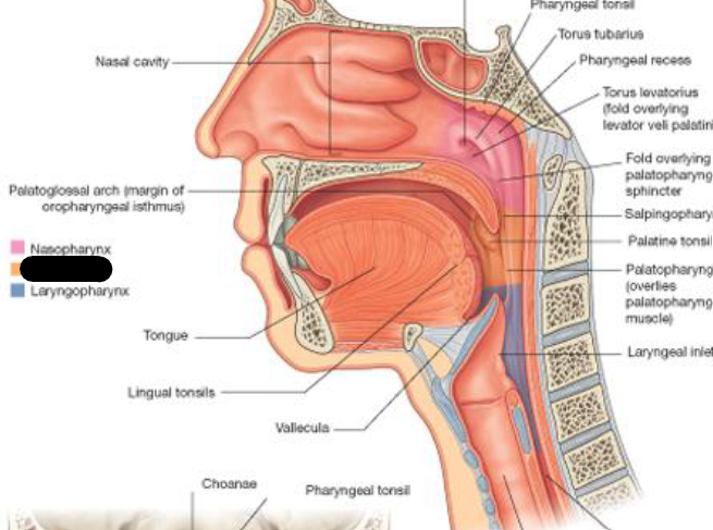 <p>What is this compartment of the Pharynx</p>