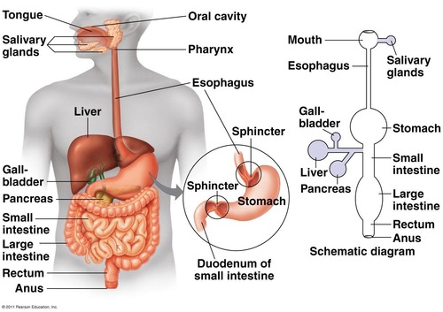 <p>elimination of indigestible substances via anus in form of feces</p>