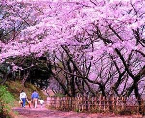 <p>cherry blossom tree</p>