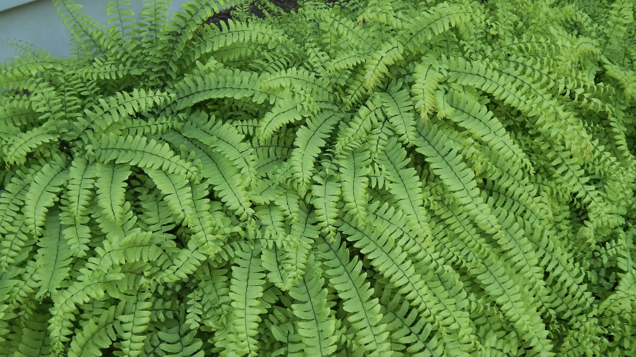 <p>Ferns</p>