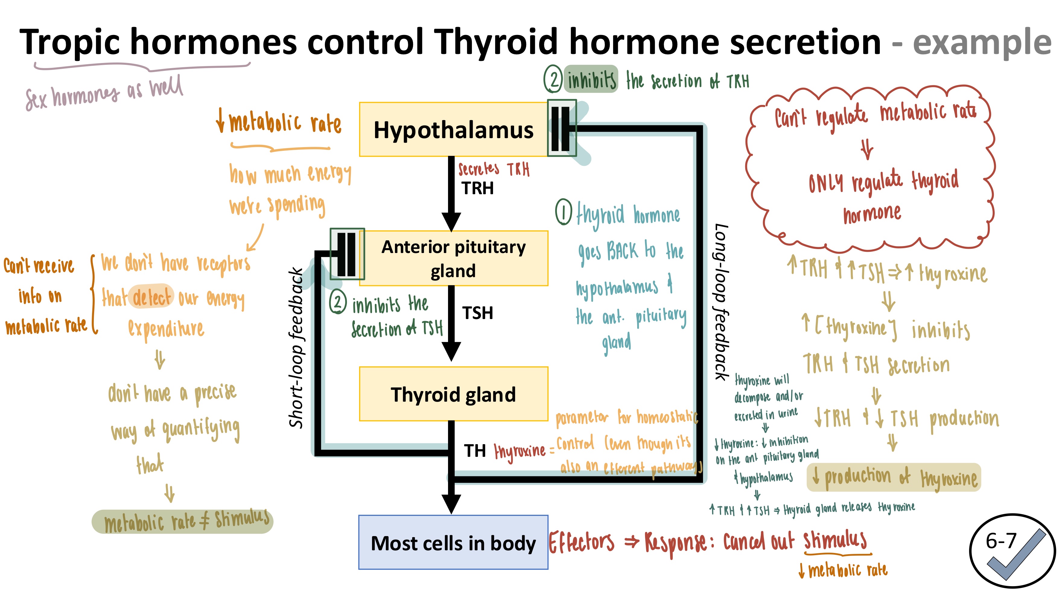 <ol><li><p><mark data-color="red" style="background-color: red; color: inherit">Thyroid hormone (thyroxine</mark>) goes BACK to the <mark data-color="purple" style="background-color: purple; color: inherit">hypothalamus</mark> &amp; anterior pitutiary gland</p></li><li><p>TOO MUCH thyroxine inhibits the secretion of <mark data-color="purple" style="background-color: purple; color: inherit">TRH at the hypothalamus</mark> &amp; <mark data-color="yellow" style="background-color: yellow; color: inherit">TSH at the anterior pituitary gland</mark></p></li><li><p><mark data-color="purple" style="background-color: purple; color: inherit">TRH</mark> and <mark data-color="yellow" style="background-color: yellow; color: inherit">TSH</mark> production decrease</p></li><li><p><mark data-color="red" style="background-color: red; color: inherit">Thyroxine</mark> production decreases</p></li></ol><p></p>