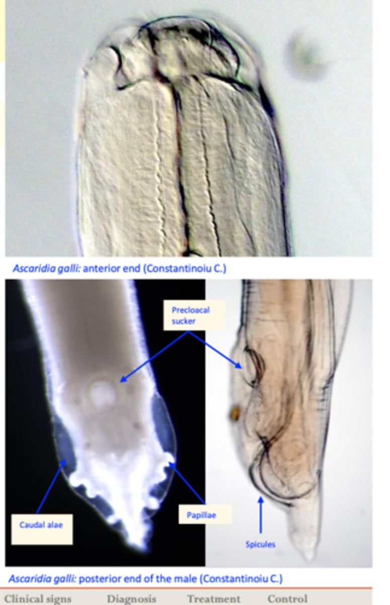 <p>• White worms, up to 12 cm long;</p><p>Anterior end</p><p>• 3 lips around the mouth;</p><p>Posterior end </p><p>• Male: A circular precloacal sucker with a thick</p><p>cuticular rim;</p>