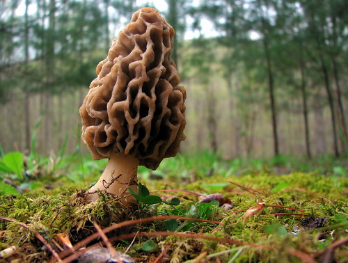 Edible, considered a delicacy in some parts of the world
Ascomycota