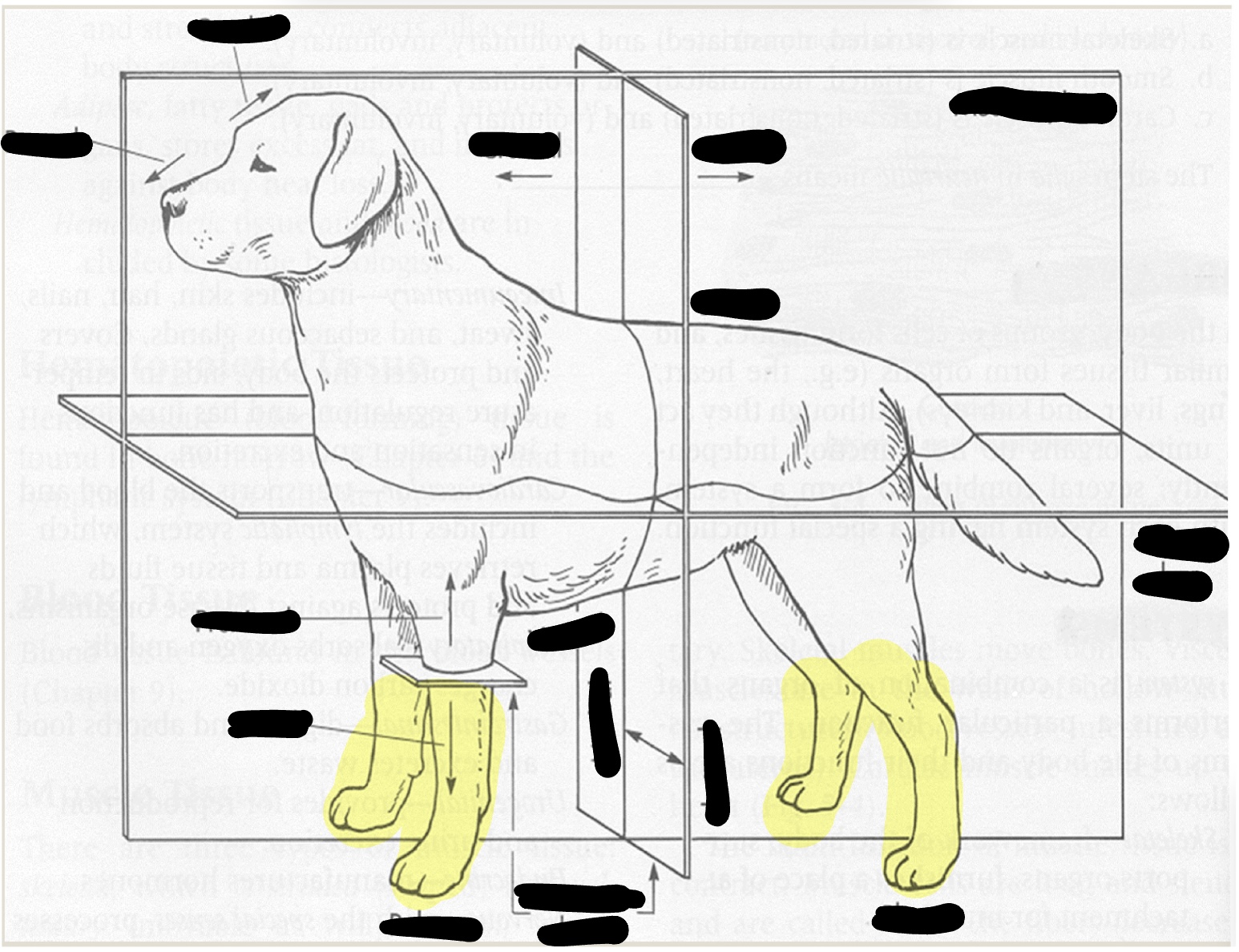 <p>further away from the body</p>