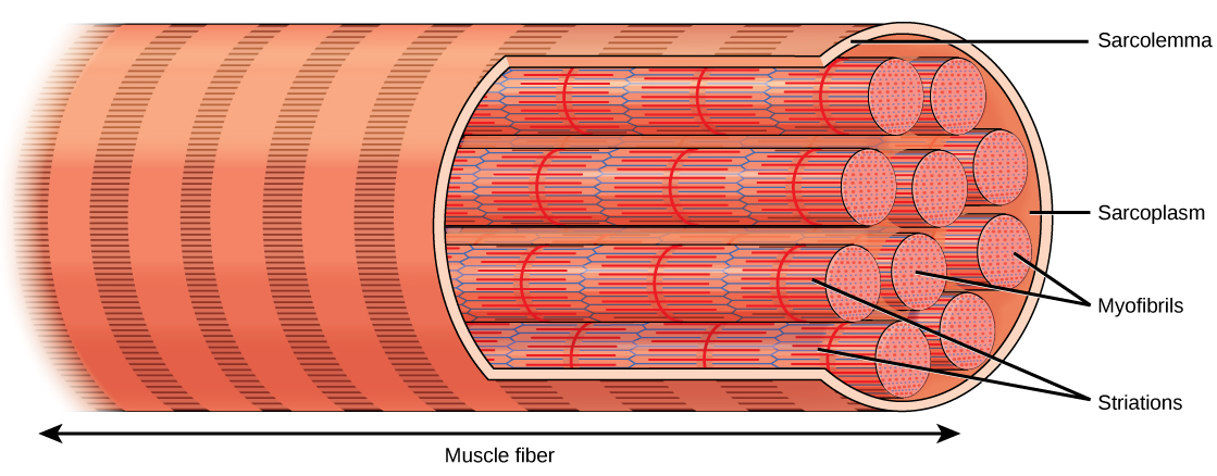 <p><span><span>The muscle fiber membrane is called the sarcolemma. The fiber contains the cytoplasm, called sarcoplasm.</span></span></p>