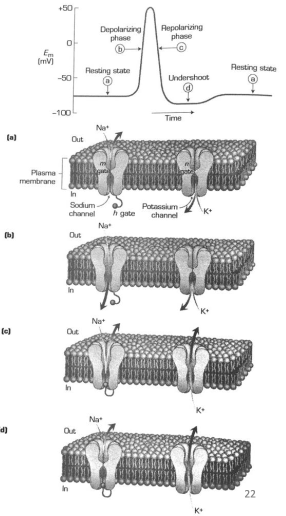 <ul><li><p><strong>Step 1: Depolarization begins</strong></p><ul><li><p> <strong>Na+ m-gates (activation gates)</strong> open quickly</p></li><li><p>→ Na+ rushes <strong>into</strong> the cell → Vm becomes more positive</p></li><li><p>→ Triggers nearby Na+ channels to open (cascade effect)</p></li><li><p>Vm moves <strong>toward ENa</strong> (but doesn’t reach it fully)</p></li></ul></li><li><p><strong>Step 2: Peak of the action potential</strong></p><ul><li><p><strong>Na+ h-gates (inactivation gates)</strong> start to <strong>close</strong> (slower)</p></li><li><p><strong>K+ n-gates</strong> begin to <strong>open</strong></p></li><li><p>→ Na+ influx stops, K+ efflux increases</p></li><li><p>Vm now moves <strong>back toward EK</strong> → <strong>repolarization</strong></p></li></ul></li><li><p><strong>Step 3: Repolarization &amp; return to rest</strong></p><ul><li><p>During repolarization:</p><ul><li><p><strong>h-gates reopen</strong> (ready for next AP)</p></li><li><p><strong>n-gates close</strong> (stop K+ outflow)</p></li></ul></li><li><p>Vm returns to <strong>resting potential (~ -70 mV)</strong></p></li></ul></li></ul><img src="https://knowt-user-attachments.s3.amazonaws.com/a55c1056-551a-4fec-bae5-98f69a20b8bf.png" data-width="75%" data-align="center"><p></p>