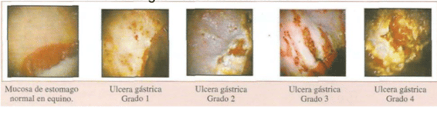 <p>gastroscopia</p><p>examinar estómago entero, región pilórica, y duodeno proximal; necesita ayuno de comida de 8-12h y de agua de 2-4h </p>