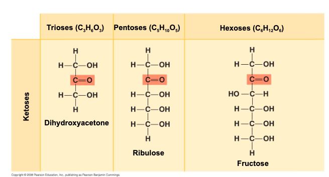 <ul><li><p>the location of the carbonyl group (as aldose or ketose ) </p></li><li><p>the number of carbons in the carbon skeleton </p></li></ul>