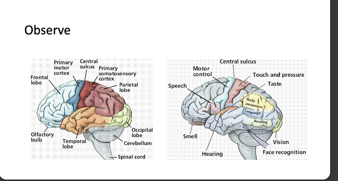 <p>brain anatomy info card flip for more </p>