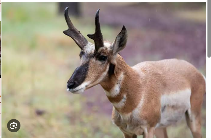 <p>pronghorn</p>