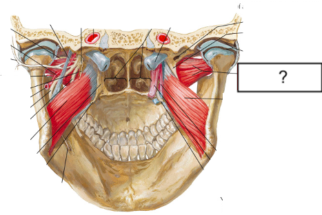 <p>lateral pterygoid</p>