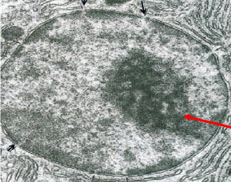 <p>THIS RED ARROW IS POINTING </p>