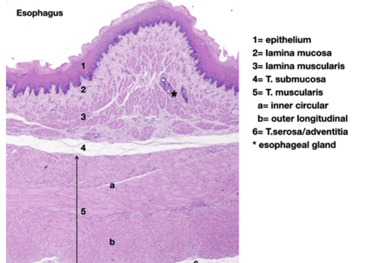 <p>- Lined by stratified squamous epithelium, keratinized in cattle, horses, and pigs</p>
