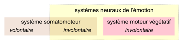 -système somatomoteur involontaire
-système moteur végétatif involontaire