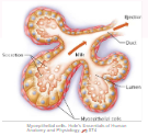 <p>Milk ejection reflux</p>