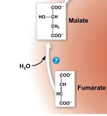 <p>Krebs Cycle - step 7 (MAKING)</p>