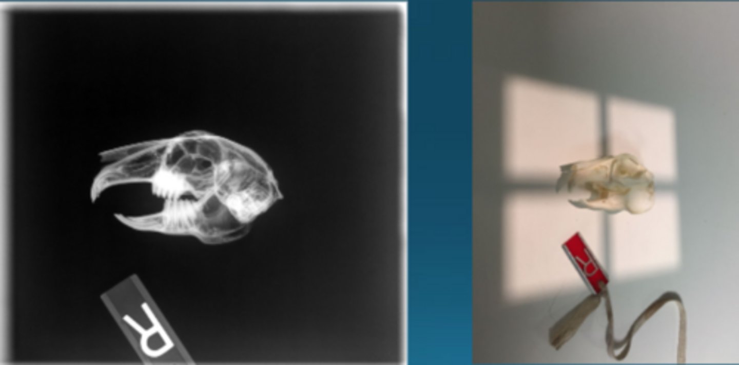 <p>What radiographic view is this to image rabbits?</p>