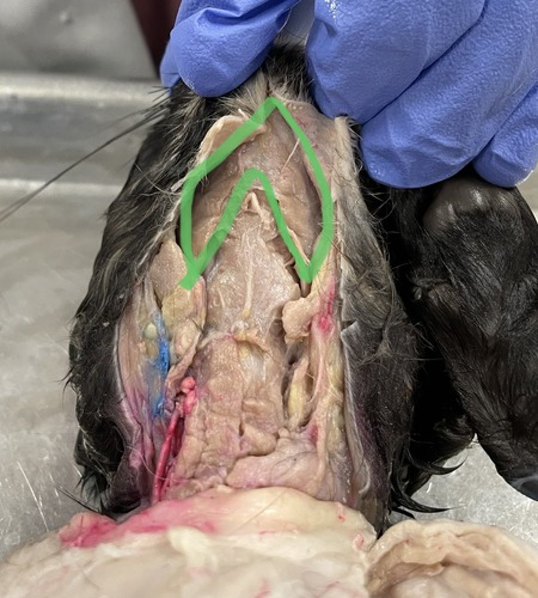 knowt flashcard image