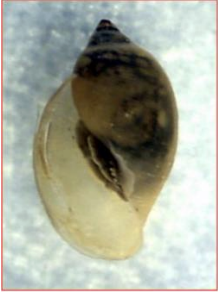 <p>Class 4-pollution tolerant</p>