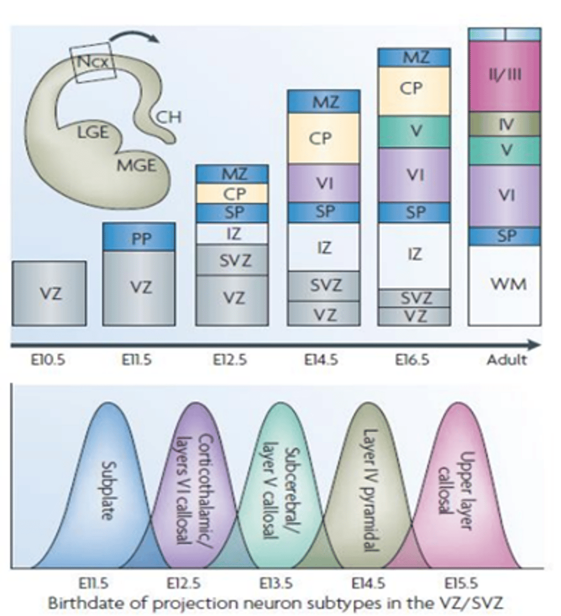 <p>marginal zone (met cajal-retziuscellen), cortical plate en subplate;<br>ventriculare en subventriculaire zone (sub ligt erboven);<br>de cortical plate;</p>