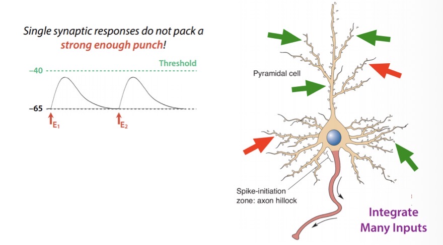 <p>A single EPSP is usually too small to make a neuron fire an action potential, what is done about this?</p>
