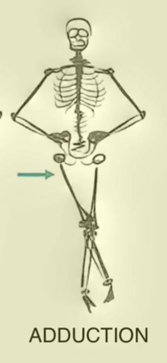 <p>Movement of a body segment in a lateral plane toward the body's midline</p>