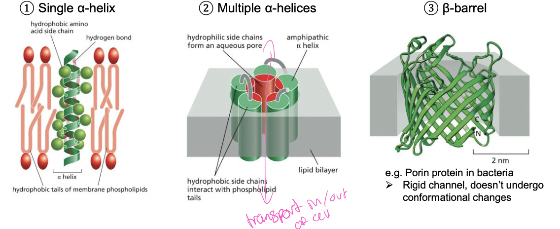 
1. single a-helix with
2. multiple a-helices

* create a channel to transport things in and out of the cell 
* hydrophilic side chains go in middle to form aqueous pore


3. B-barrel

* rigid channel doesn’t undergo conformational changes that create large channel